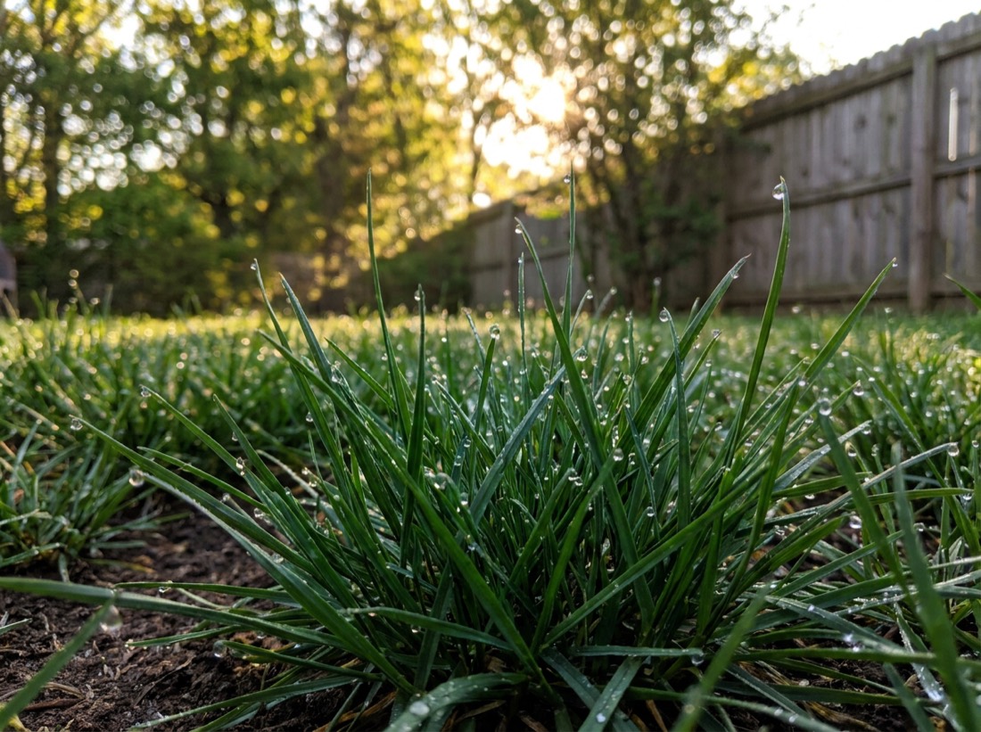 Close-up of lush green Kentucky bluegrass lawn in a Colorado backyard